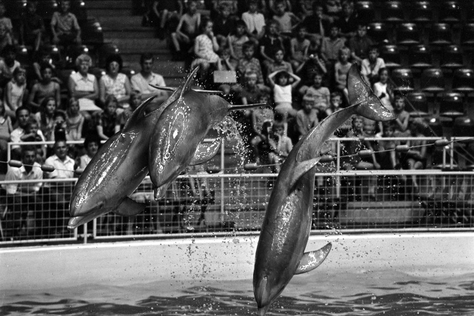 Dolfinarium, Harderwijk veel publiek bij dolfijnen, Bestanddeelnr 923-5873