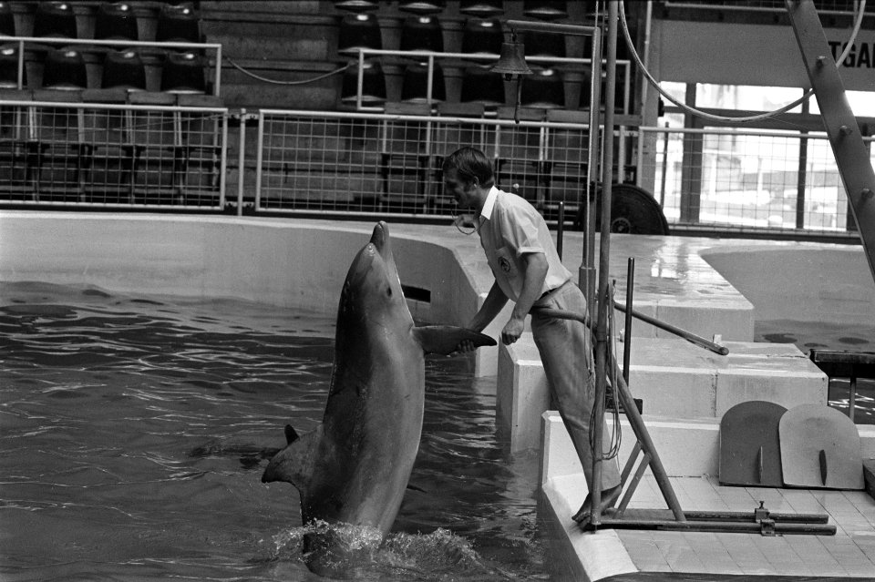 Dolfinarium, Harderwijk veel publiek bij dolfijnen, Bestanddeelnr 923-5877
