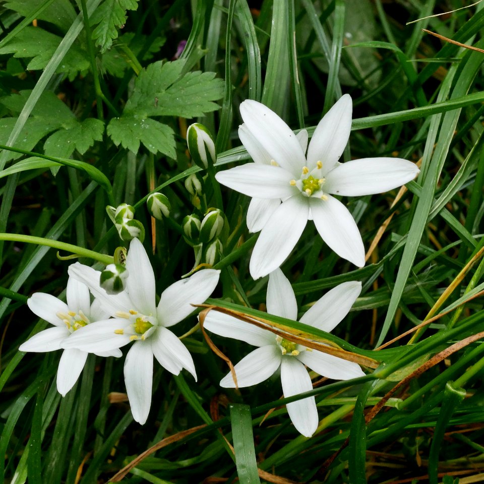DoldenMilchsternH1