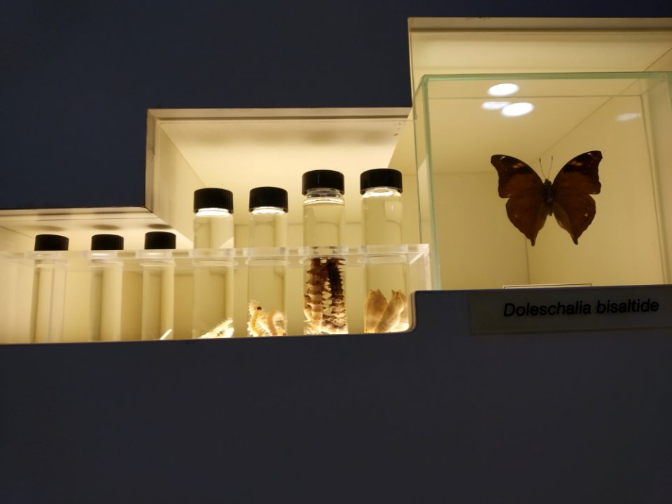 Doleschalia bisaltide