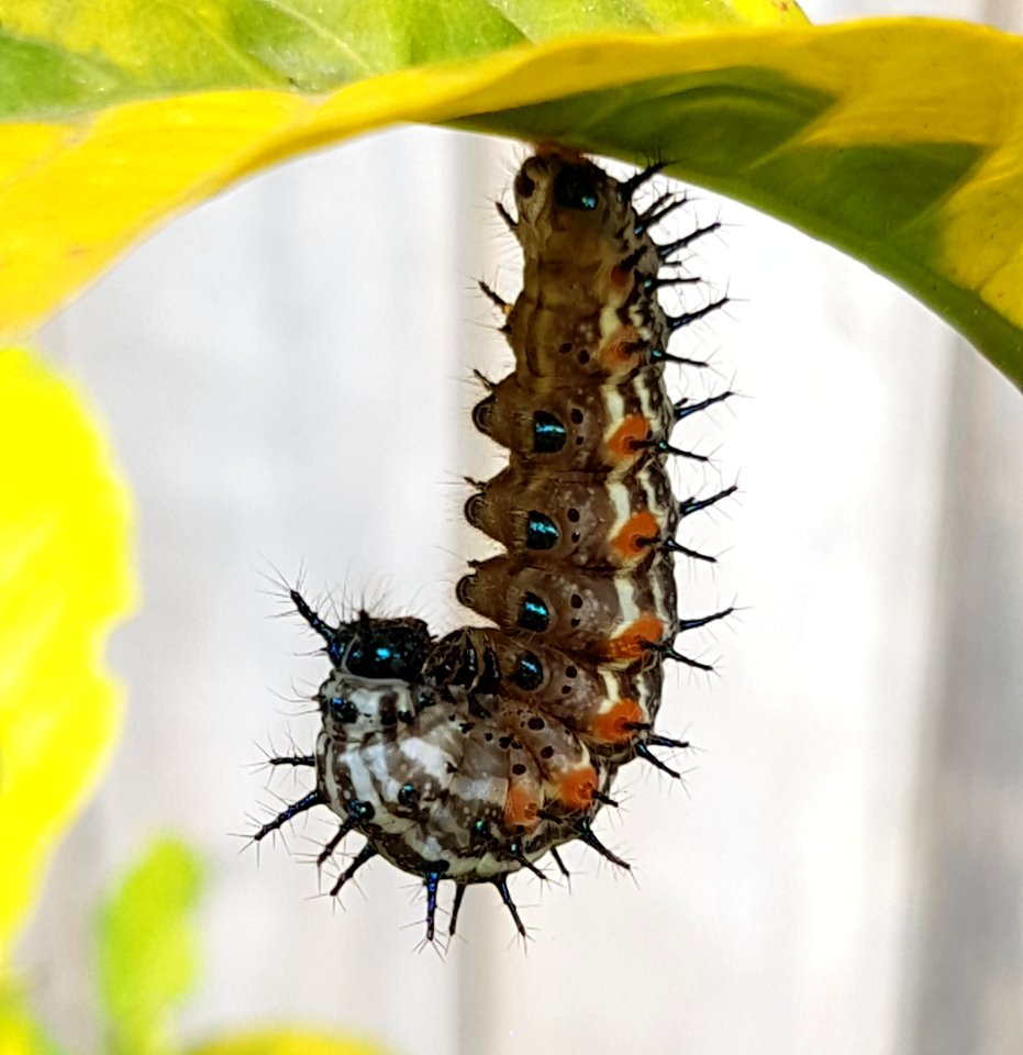 Doleschallia bisaltide philippensis (Autumn Leaf) larvae preparing to pupate on Graptophyllum pictum (Mindanao, Philippines) 2