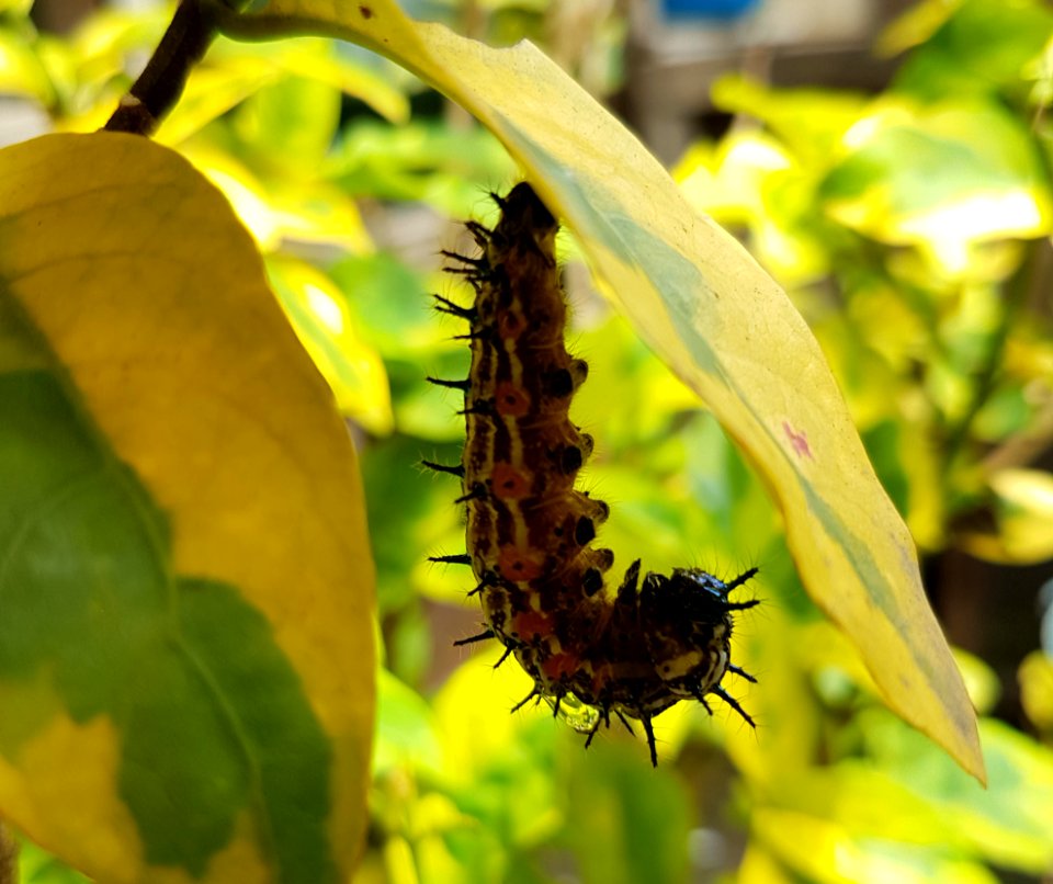 Doleschallia bisaltide philippensis (Autumn Leaf) larvae preparing to pupate on Graptophyllum pictum (Mindanao, Philippines)