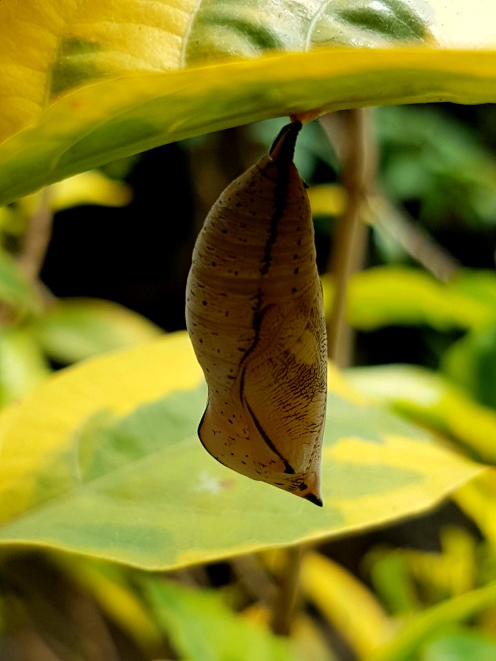 Doleschallia bisaltide philippensis (Autumn Leaf) pupa on Graptophyllum pictum (Mindanao, Philippines) 2