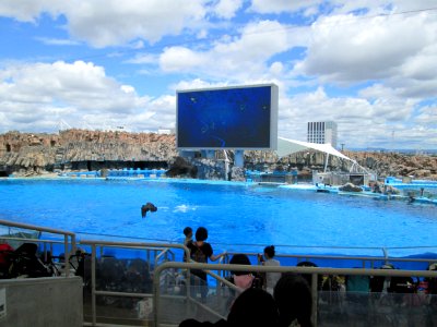 Dolphin show at the Port of Nagoya Public Aquarium 1