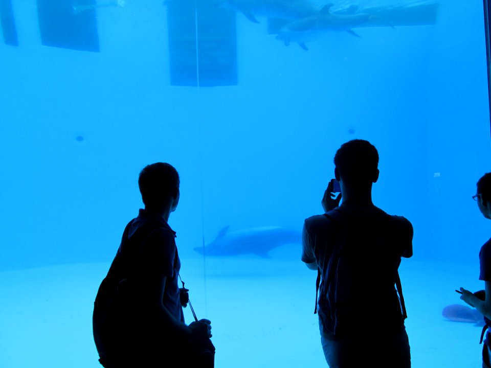 Dolphins at Port of Nagoya Public Aquarium 2