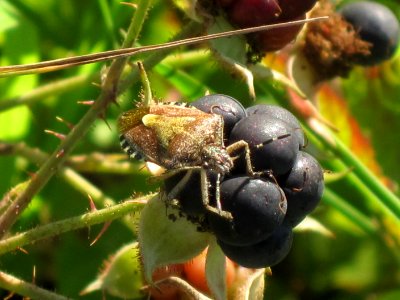 Dolycoris baccarum (Shield bug) on Rubus fruticosus (Blackberry), Arnhem, the Netherlands