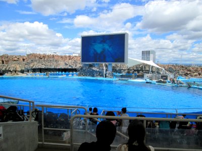 Dolphin show at the Port of Nagoya Public Aquarium 2