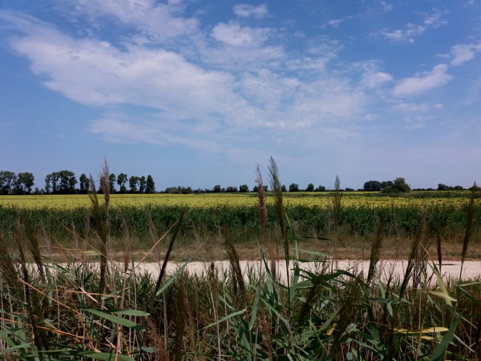 Domaine de Méjanes - Sentier pédestre - Champ de tournesols
