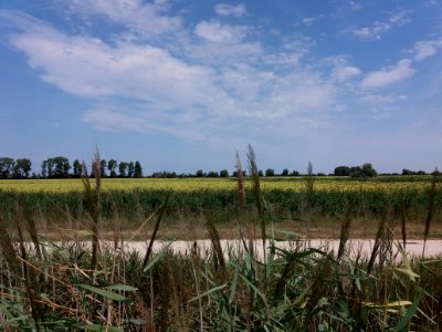 Domaine de Méjanes - Sentier pédestre - Champ de tournesols