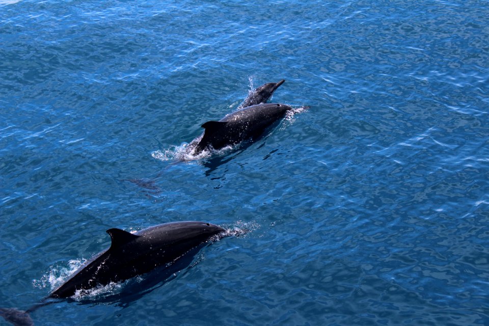 Dolphins off the coast of Hualien, August 2017