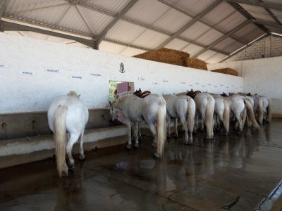 Domaine de Méjanes - Chevaux de Camargue pour les promenades