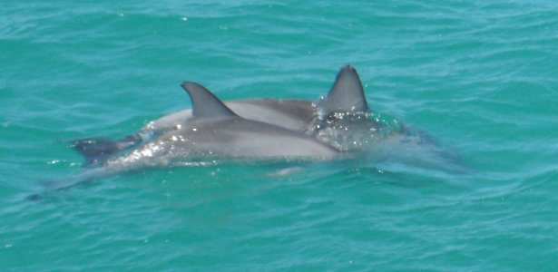 Dolphins - Monkey Mia, WA