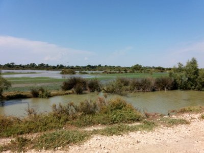 Domaine de Méjanes - Parcours en train - Roubine et étang 5