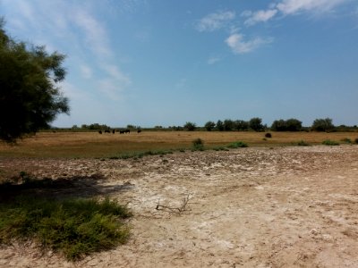 Domaine de Méjanes - Sentier pédestre - Taureaux