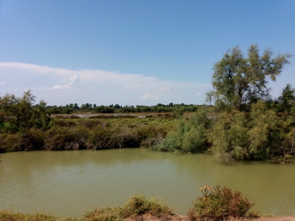 Domaine de Méjanes - Parcours en train - Roubine et étang 3