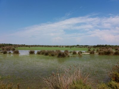 Domaine de Méjanes - Parcours en train - Rizières