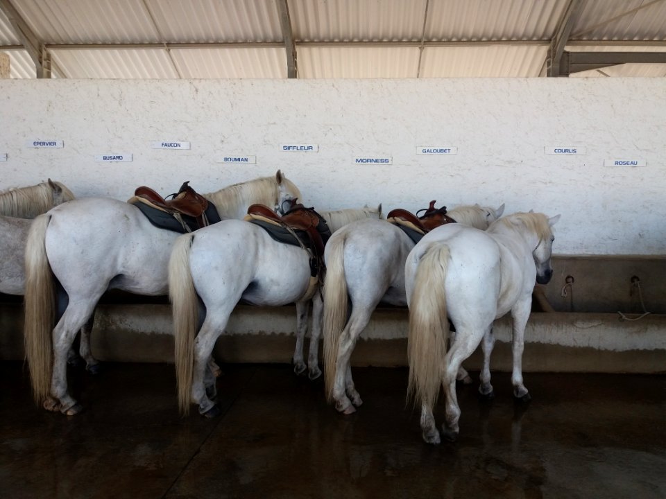 Domaine de Méjanes - Chevaux de Camargue pour les promenades 2