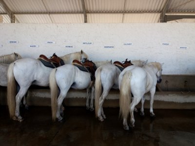 Domaine de Méjanes - Chevaux de Camargue pour les promenades 2