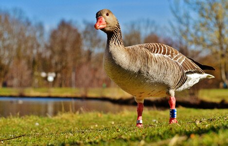 Water bird poultry bill