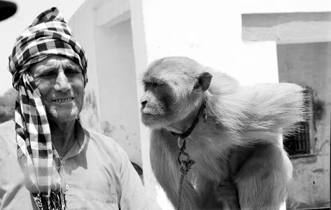 Tourism macaque rajasthan photo