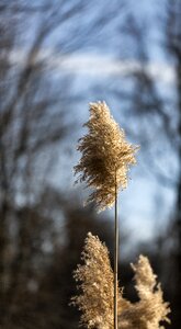 Nature flower grass