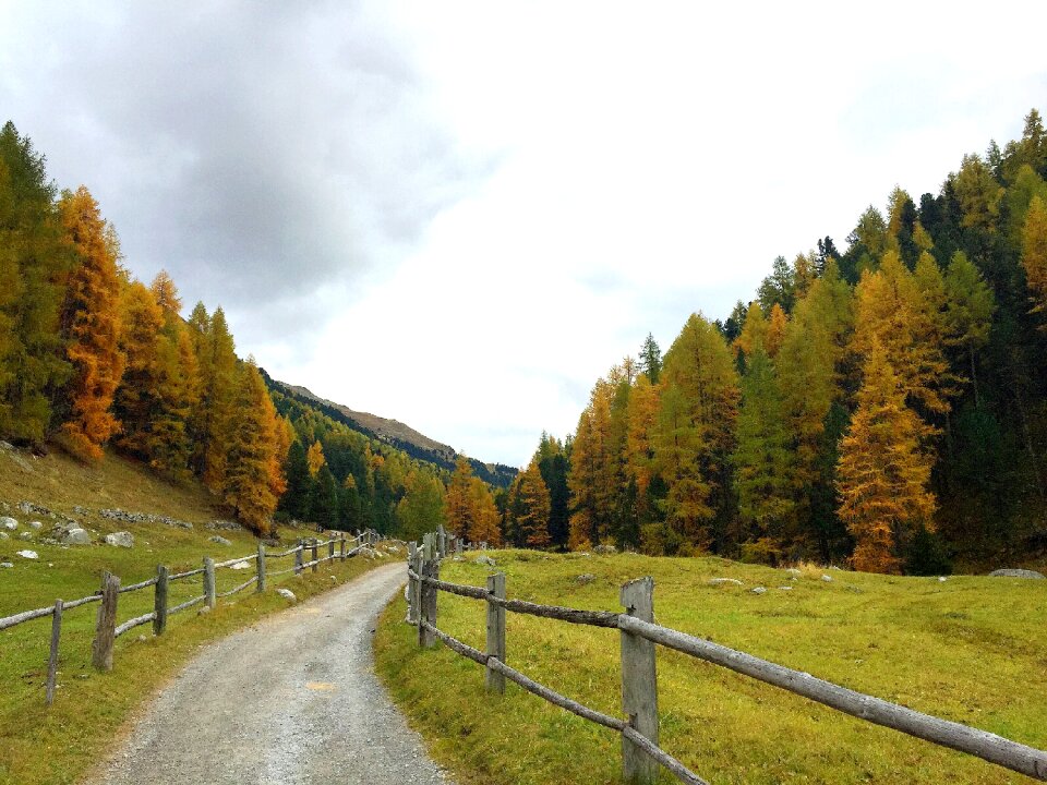 Engadin trees nature