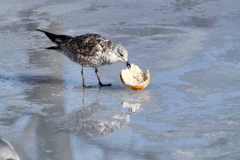 Bagel reflection closeup