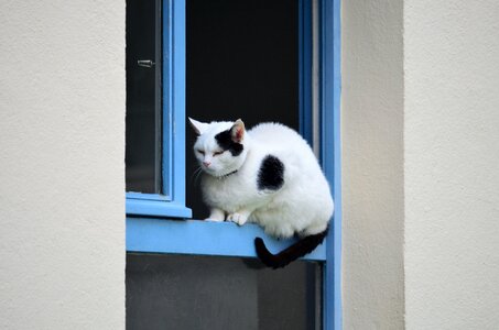 House blue feline photo