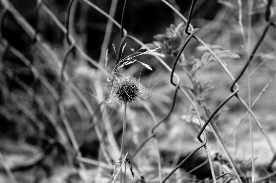 Photo zoom photography