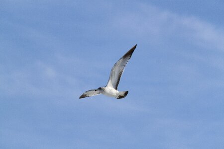 Bird gull flight