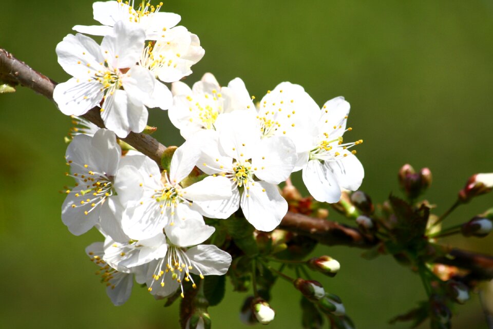 Flowering blooming white