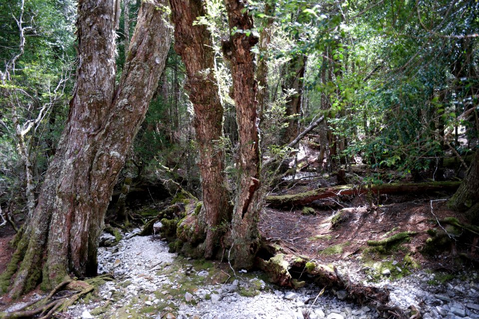Dove Lake Circuit Walking Track, Cradle Mountain - Lake St Clair National Park 63