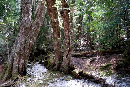 Dove Lake Circuit Walking Track, Cradle Mountain - Lake St Clair National Park 63
