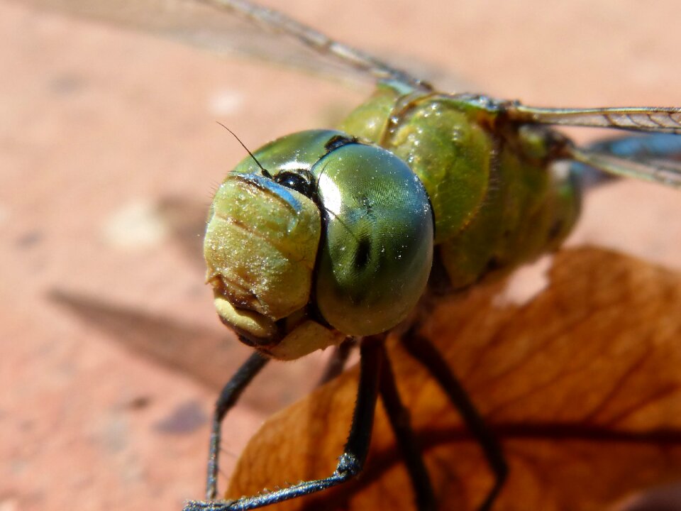 Aeshna affinis eyes compounds detail