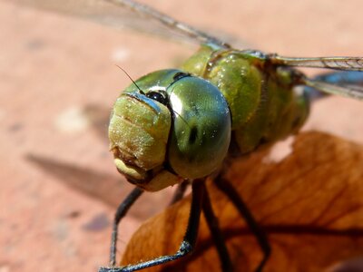 Aeshna affinis eyes compounds detail