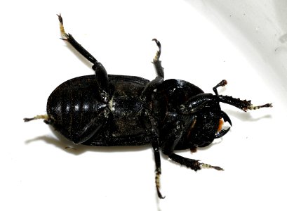 Dorcus-parallelipipedus-06-fws