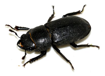 Dorcus-parallelipipedus-01-fws