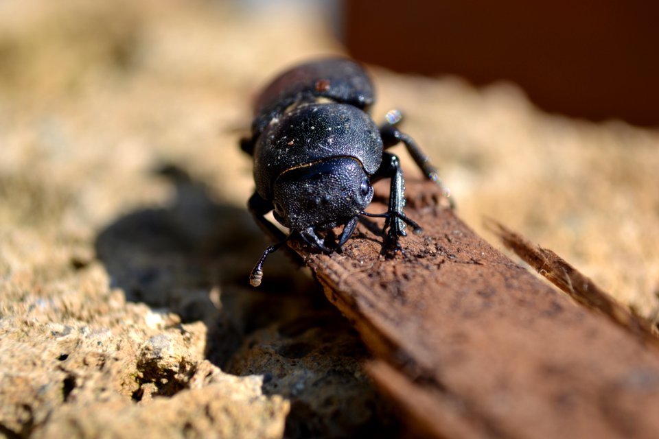 Dorcus parallelipipedus (3)