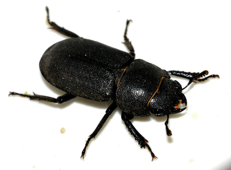 Dorcus-parallelipipedus-03-fws