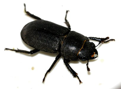 Dorcus-parallelipipedus-03-fws