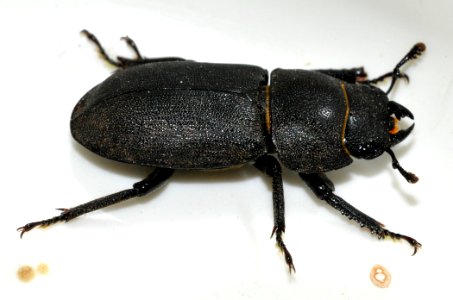 Dorcus-parallelipipedus-05-fws
