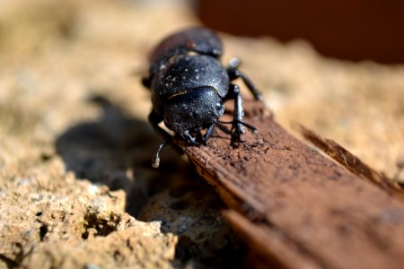 Dorcus parallelipipedus (2)
