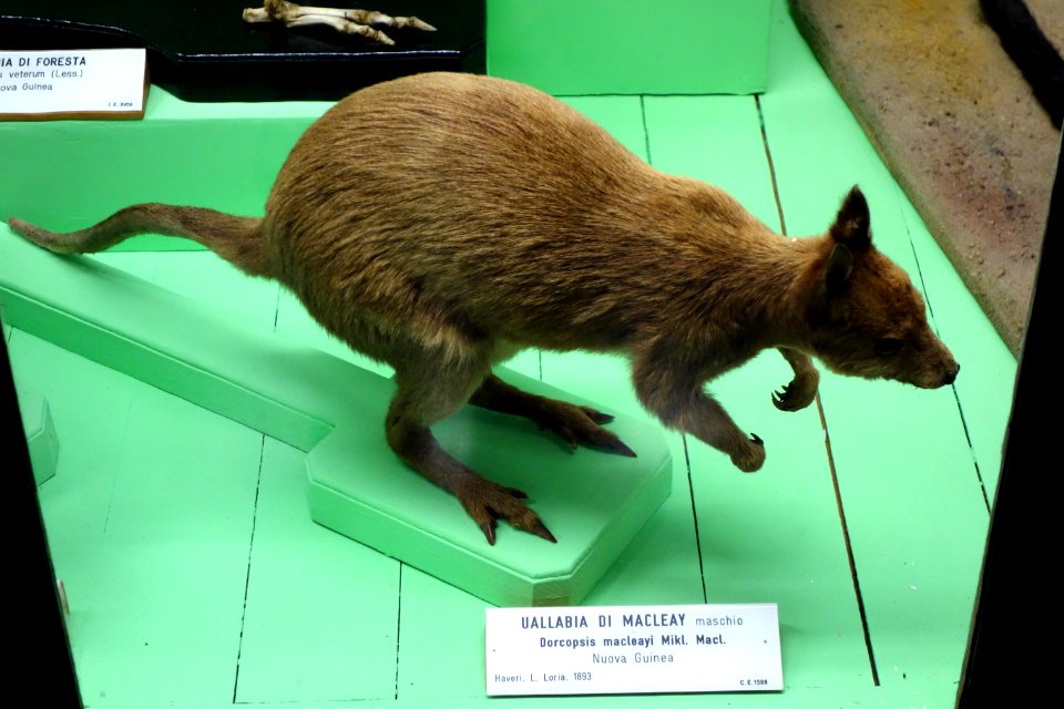 Dorcopsulus macleayi (male) - Museo Civico di Storia Naturale Giacomo Doria - Genoa, Italy - DSC02933