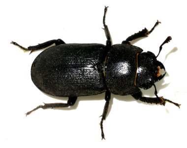Dorcus-parallelipipedus-04-fws