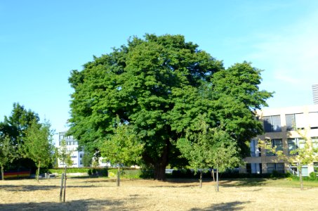 Dortelweil, Speierling hinter dem Rathaus