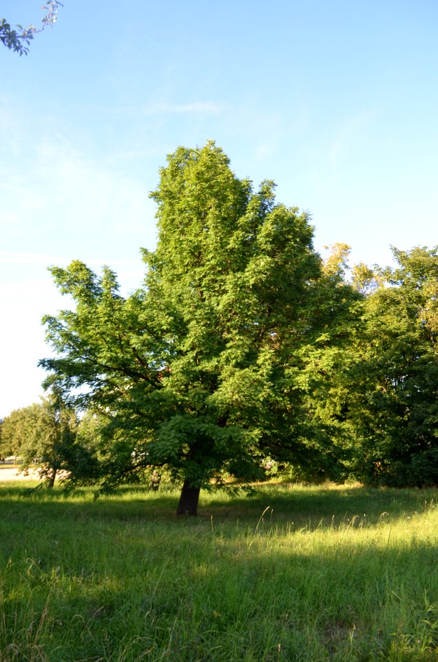 Dortelweil, Speierling auf einer Obstwiese, östlicher Baum (1)