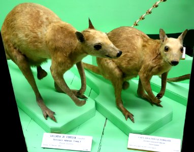 Dorcopsis luctuosa (Dorcopsis veterum) - Museo Civico di Storia Naturale Giacomo Doria - Genoa, Italy - DSC02940
