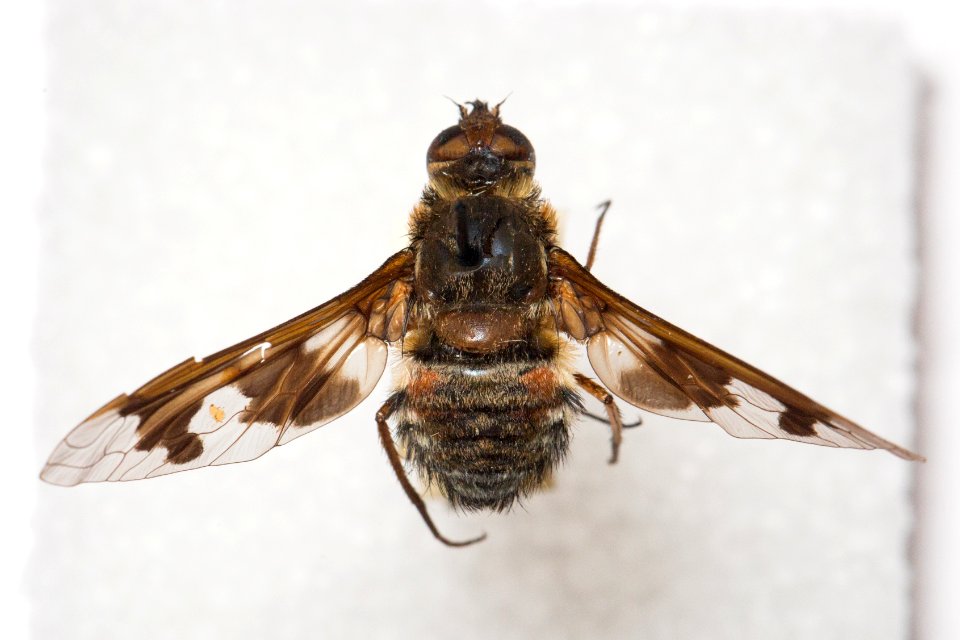 Dorsal view of Exoprosopa pueblensis specimen, CAS Entomology