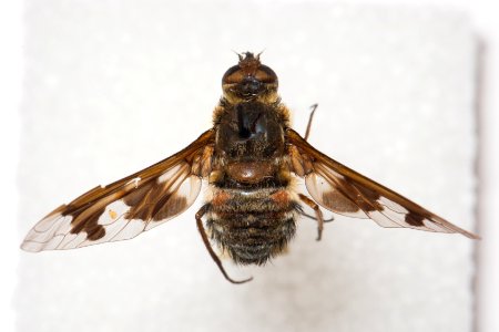 Dorsal view of Exoprosopa pueblensis specimen, CAS Entomology
