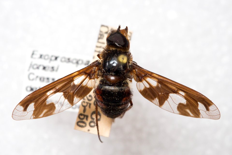 Dorsal view of Exoprosopa jonesi specimen, CAS Entomology